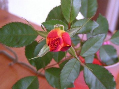 Photo_2009_10_ 150